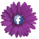 Find Pinx Florist on Facebook