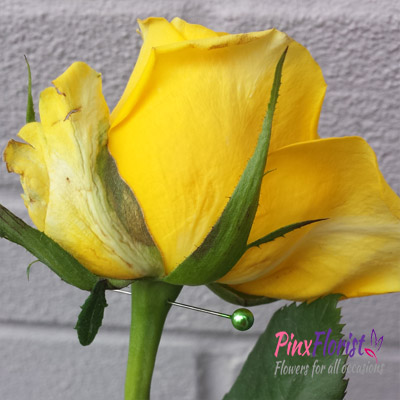 How to revive a drooping rose Pinx Florist Winchester Flowers