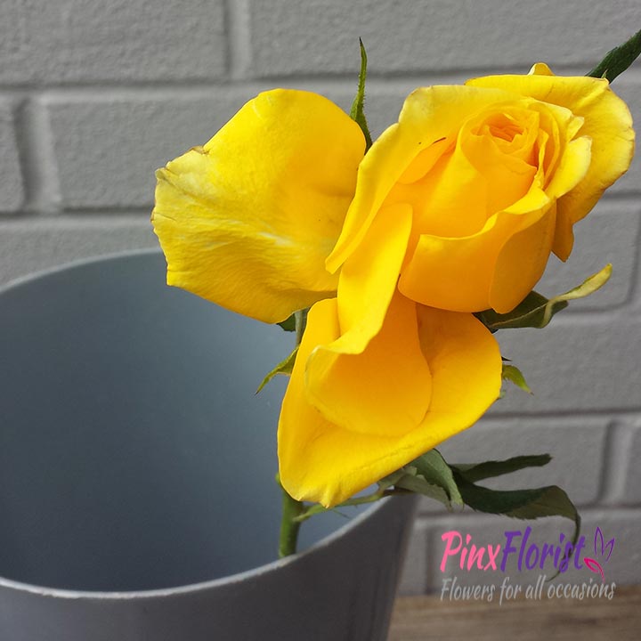 How to revive a drooping rose Pinx Florist Winchester Flowers